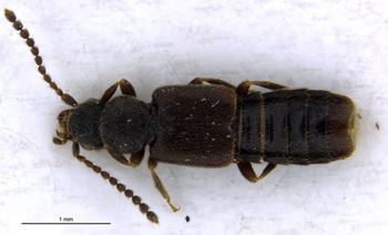 Media type: image;   Entomology 6571 Aspect: habitus dorsal view